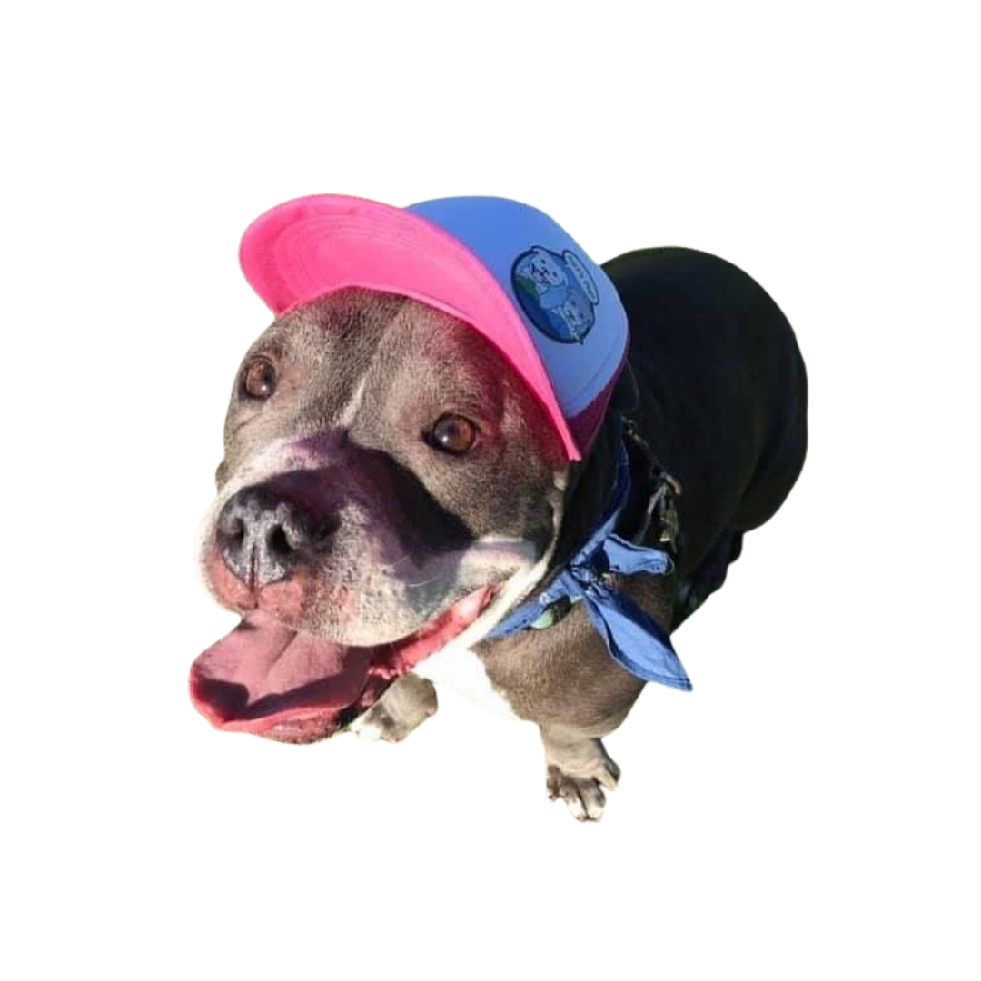 Dog trucker hat clearance
