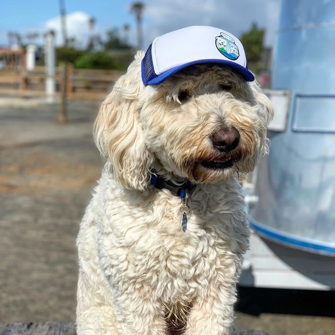 Dog trucker hat discount